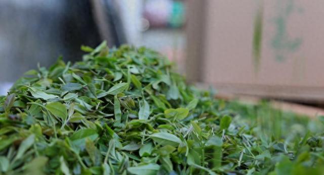 90后“茶老板”:Kaiyun 开云线万公斤茶